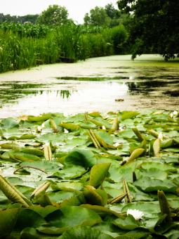 Free Stock Photo of Water lilies