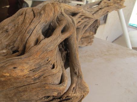 Free Stock Photo of Mangled tree