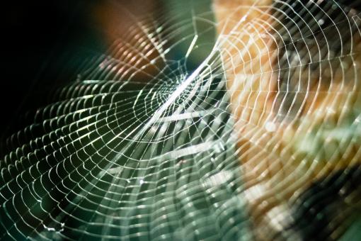 Free Stock Photo of Spiderweb