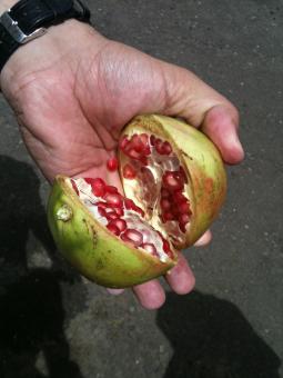 Free Stock Photo of Pomegranate