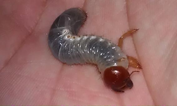 Free Stock Photo of Larva
