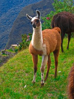 Free Stock Photo of Machu Picchu Llama