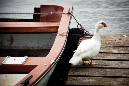 Free Stock Photo of Goose