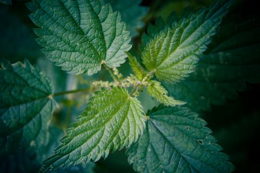 Free Stock Photo of Leaves