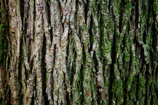Free Stock Photo of Tree trunk texture