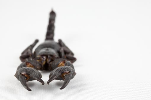 Free Stock Photo of Black Scorpion Close-up
