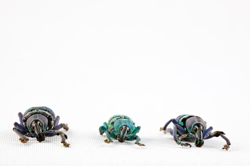 Free Stock Photo of Eupholus Beetle Trio