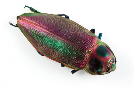 Free Stock Photo of Euchroma Gigantea Beetle