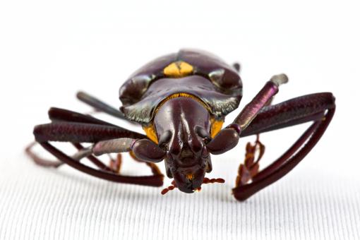 Free Stock Photo of Pyrodes Longiceps Beetle