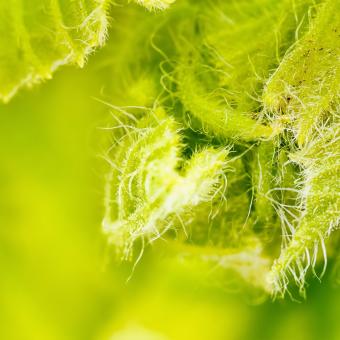 Free Stock Photo of Green Eco Background