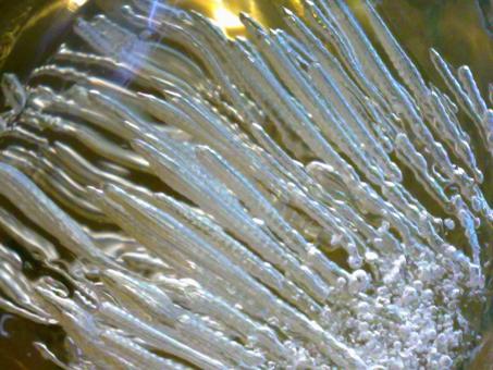Free Stock Photo of Tendrils of ice