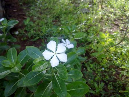Free Stock Photo of White Savam Nari Flower