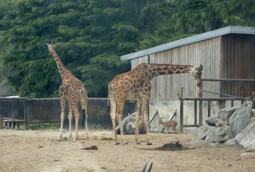 Free Stock Photo of Giraffe