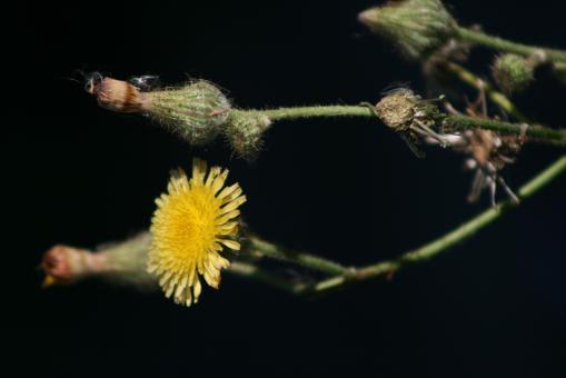 Free Stock Photo of Flower of Aster