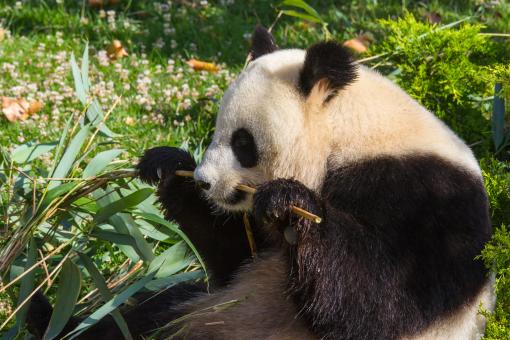 Free Stock Photo of Giant panda