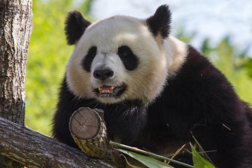 Free Stock Photo of Giant panda