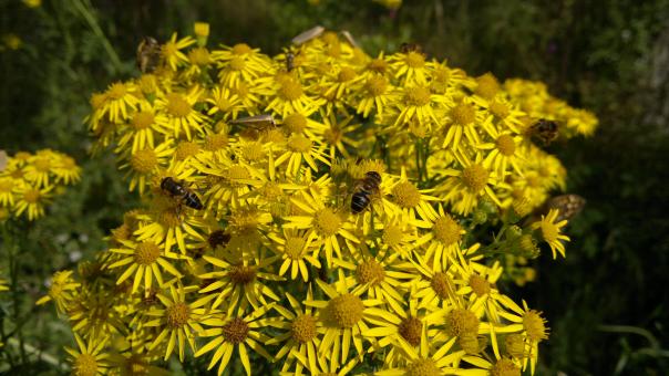 Free Stock Photo of Busy flower