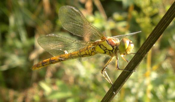 Free Stock Photo of Dragon fly
