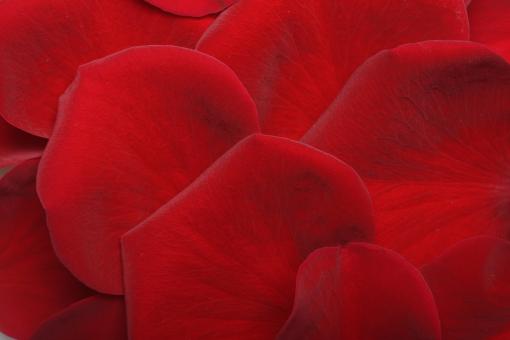 Free Stock Photo of Rose petals