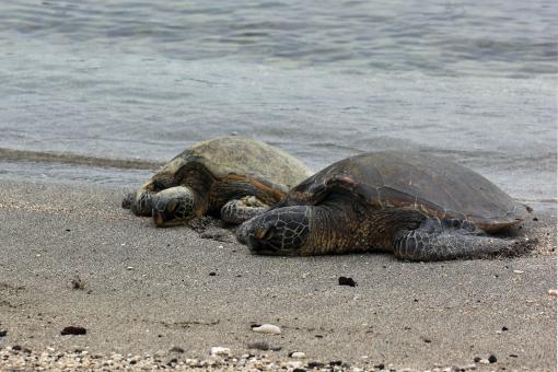 Free Stock Photo of Turtles