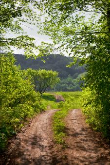Free Stock Photo of forest path