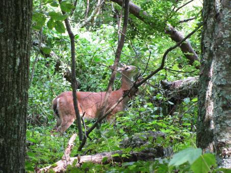 Free Stock Photo of Deer in woods