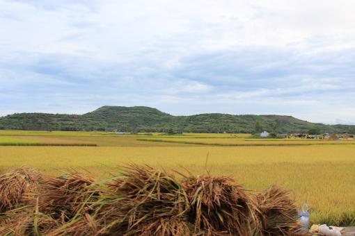 Free Stock Photo of Rice field