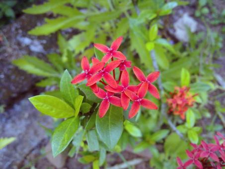 Free Stock Photo of Red Ixora coccinea