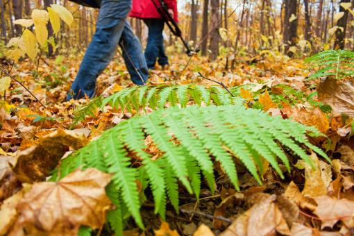 Free Stock Photo of Walking in the forest