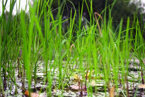 Free Stock Photo of bog grass