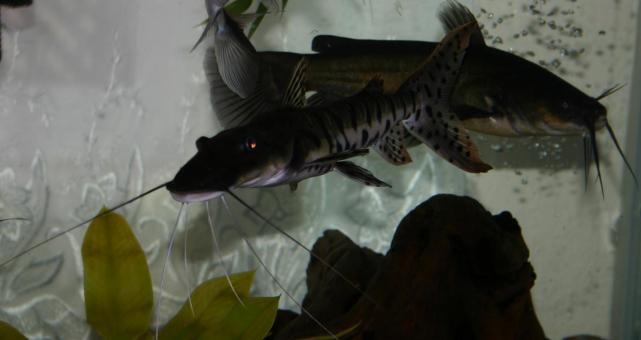 Free Stock Photo of Tiger Shovelnose catfish with a bullhead