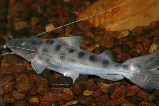 Free Stock Photo of Brachyplatystoma Filamentosum