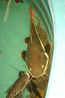 Free Stock Photo of Redtail Catfish