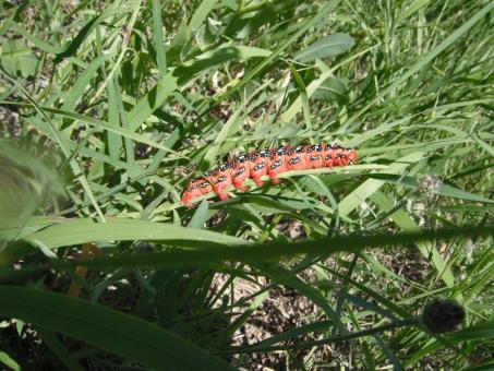 Free Stock Photo of Hawk Moth Caterpillar