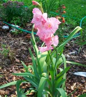 Free Stock Photo of Pink Gladiolus