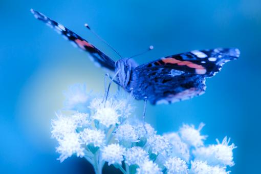 Free Stock Photo of Butterfly gathering pollen