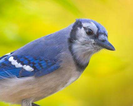 Free Stock Photo of Blue Jay
