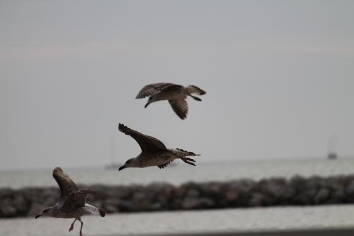 Free Stock Photo of Seagulls