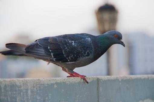 Free Stock Photo of pigeon