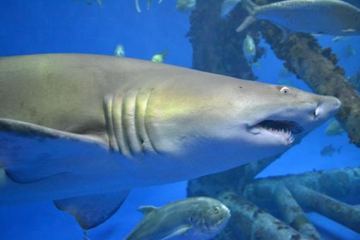Free Stock Photo of Shark Aquarium