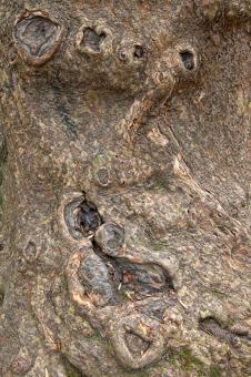 Free Stock Photo of Gnarled Wood Texture - HDR