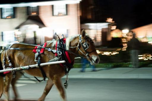 Free Stock Photo of Horse on street