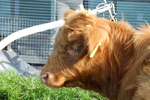 Free Stock Photo of Cow