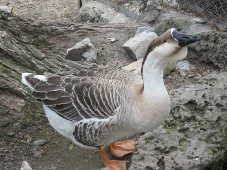 Free Stock Photo of Wild geese