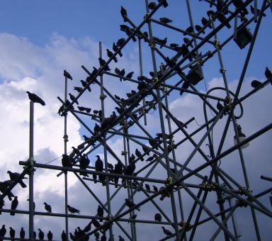 Free Stock Photo of Birds