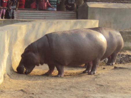 Free Stock Photo of Hippopotamus at Alipur zoological garden