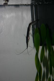 Free Stock Photo of Baby Sorubim lima catfish