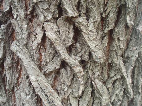 Free Stock Photo of Dry wood texture