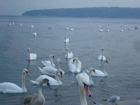 Free Stock Photo of Swans at the Black Sea cost