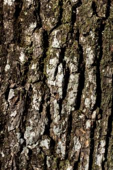 Free Stock Photo of Oak bark